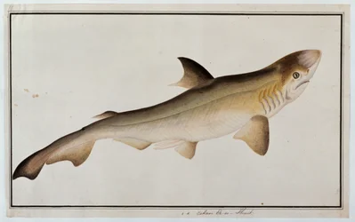 Requin, Eekan Ee-oo, de dessins de poissons de Malacca, c.1805-18